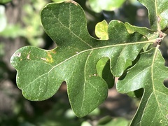 Quercus margaretiae