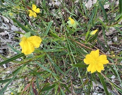 Hibbertia cunninghamii