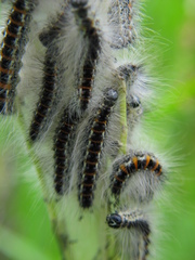 Acronicta geographica