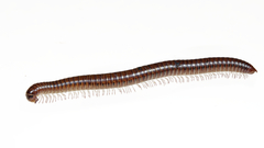 Uroblaniulus canadensis