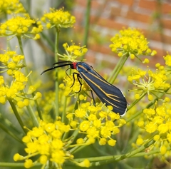 Ctenucha venosa