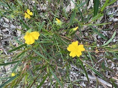 Hibbertia cunninghamii