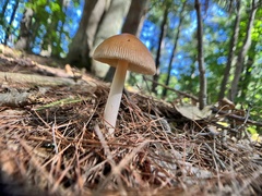 Amanita fulva