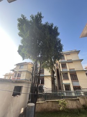 Cupressus torulosa