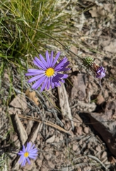 Dieteria canescens