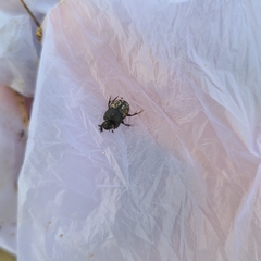 Onthophagus nuchicornis
