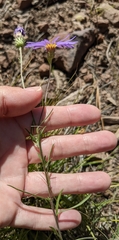 Dieteria canescens