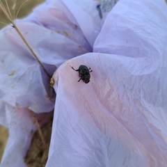 Onthophagus nuchicornis