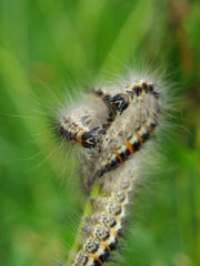 Acronicta geographica