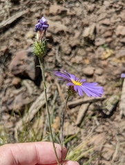 Dieteria canescens