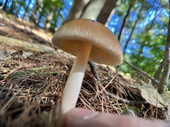 Amanita fulva