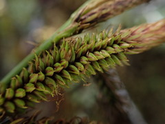 Carex alligata