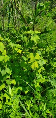 Ribes americanum