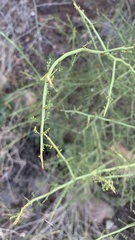 Parkinsonia