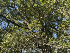 Quercus margaretiae