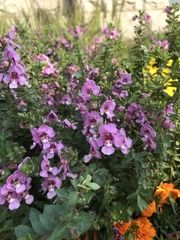 Angelonia