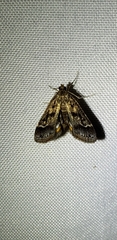 Parapoynx obscuralis