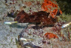 Taenianotus triacanthus