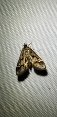 Parapoynx obscuralis