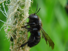 Xylocopa iris