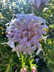 Pimelea ferruginea