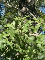 Quercus margaretiae