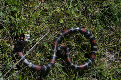 Micrurus altirostris