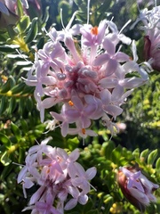 Pimelea ferruginea