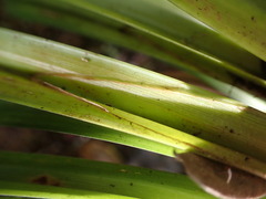 Carex alligata