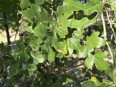 Quercus margaretiae