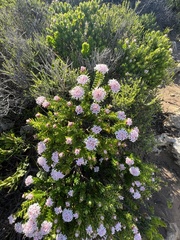 Pimelea ferruginea