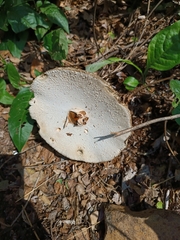 Chlorophyllum molybdites