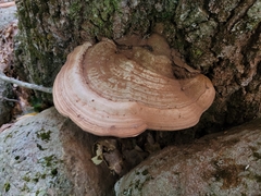 Ganoderma applanatum