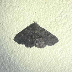 Metalectra praecisalis