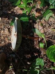 Chlorophyllum molybdites