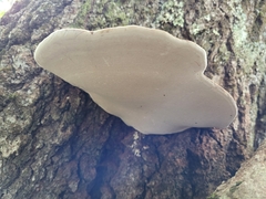 Ganoderma applanatum