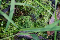 Azolla