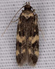 Oegoconia novimundi