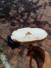 Chlorophyllum molybdites
