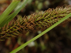 Carex alligata