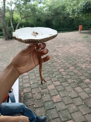 Chlorophyllum molybdites