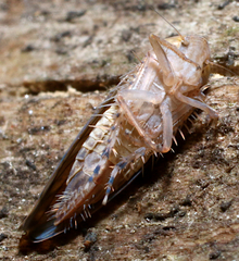 Osbornellus rotundus