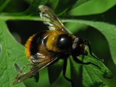 Volucella bombylans