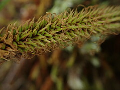 Carex alligata