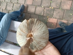 Chlorophyllum molybdites