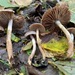 Cortinarius falsosus - Photo (c) Alfredo Justo, some rights reserved (CC BY-NC), uploaded by Alfredo Justo