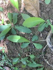 Ixeridium laevigatum