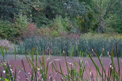 Azolla