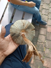 Chlorophyllum molybdites