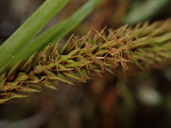 Carex alligata